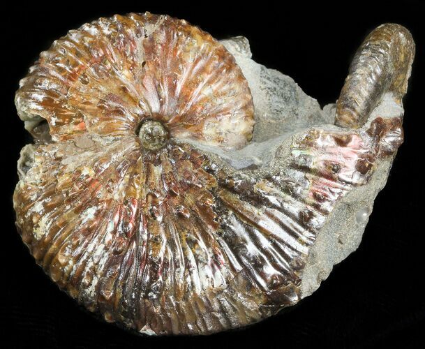 Hoploscaphites (Jeletzkytes) Ammonite - South Dakota #43918